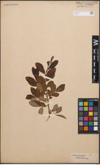 Foto von Salix cinerea L.